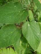 صورة Phyllonorycter celtifoliella (Chambers 1871)