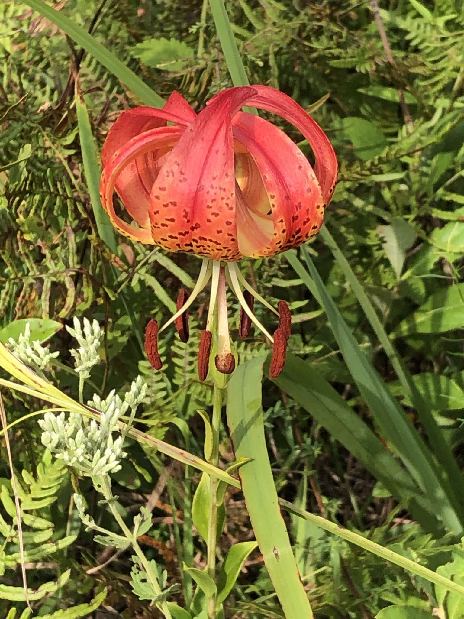 Image of Sandhills Lily