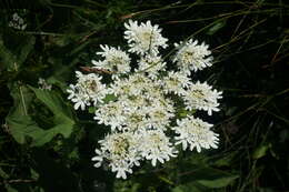 Imagem de Heracleum moellendorfii Hance