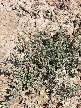 صورة Atriplex gardneri (Moq.) D. Dietr.