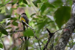 Image of Trogon rufus chrysochloros Pelzeln 1856