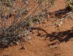 Image of Pale-rumped Ctenotus