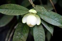 Image of Magnolia coco (Lour.) DC.