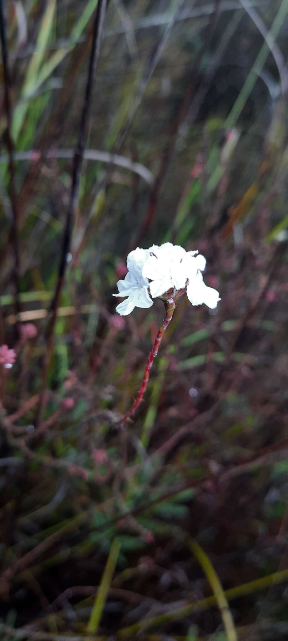 صورة Sphenotoma gracilis (R. Br.) Sweet