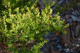 Image de Vaccinium myrsinites Lam.