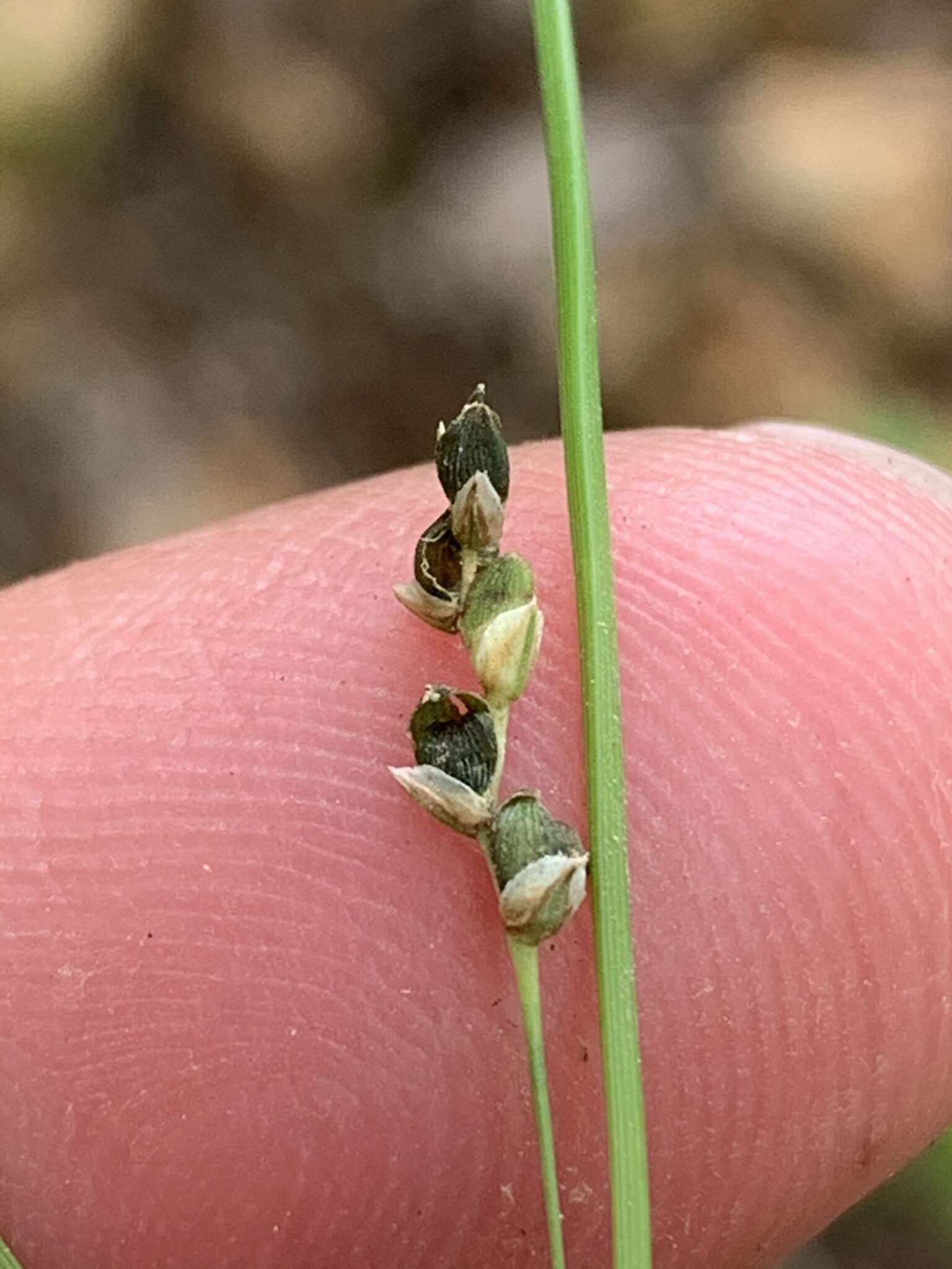 Image of Cumberland sedge