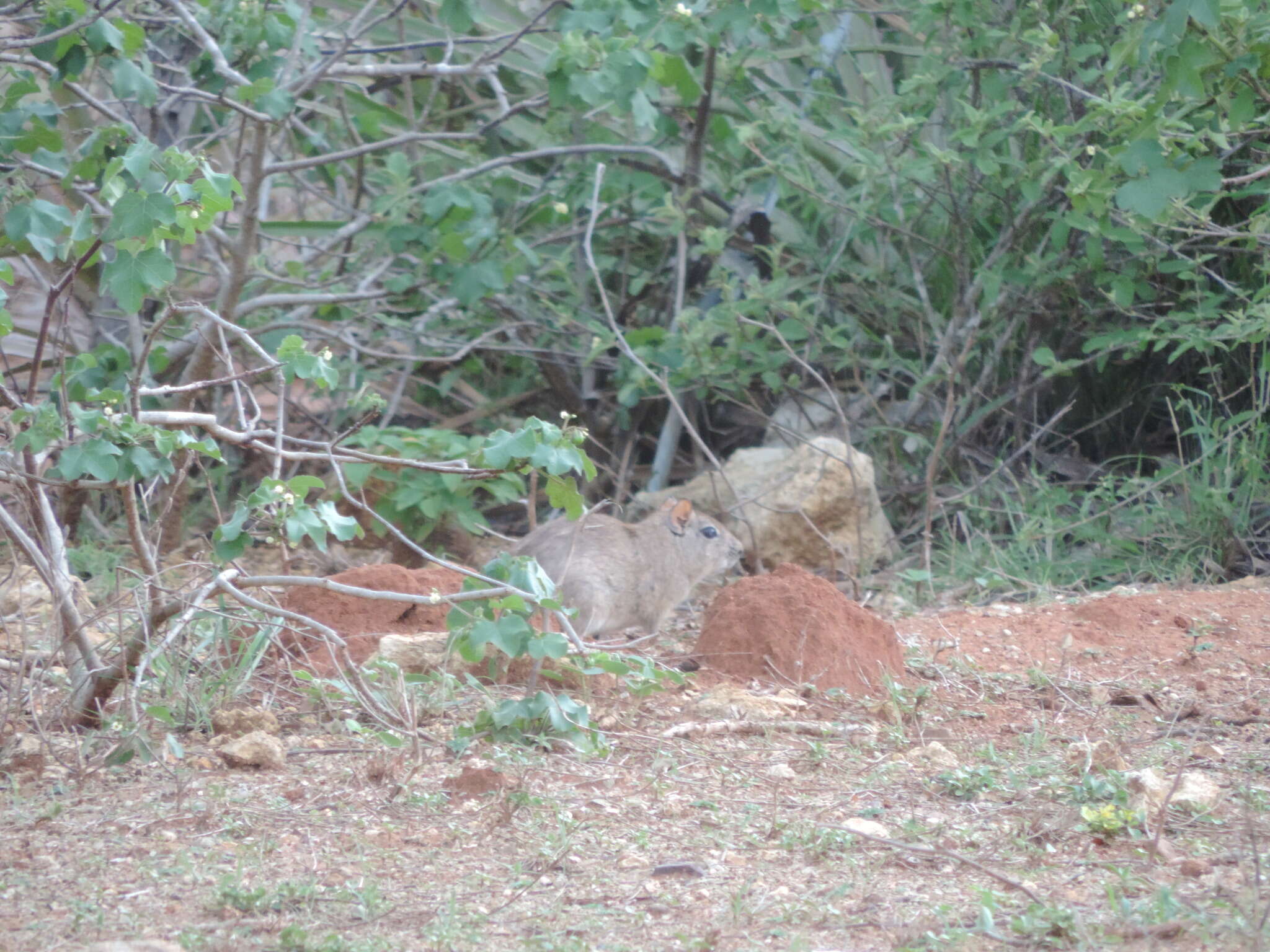 Image of Yellow-toothed cavy