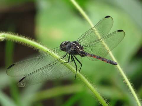 Слика од Orthemis cultriformis Calvert 1899