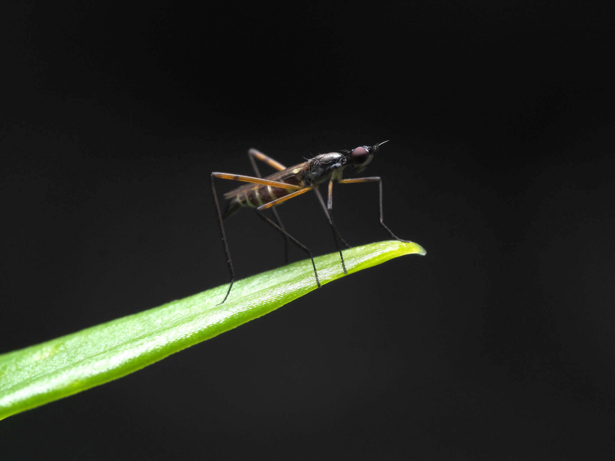 Micropeza corrigiolata (Linnaeus 1767) resmi