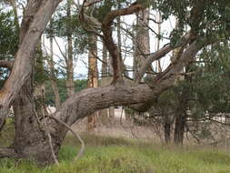 Слика од Eucalyptus yarraensis Maiden & Cambage