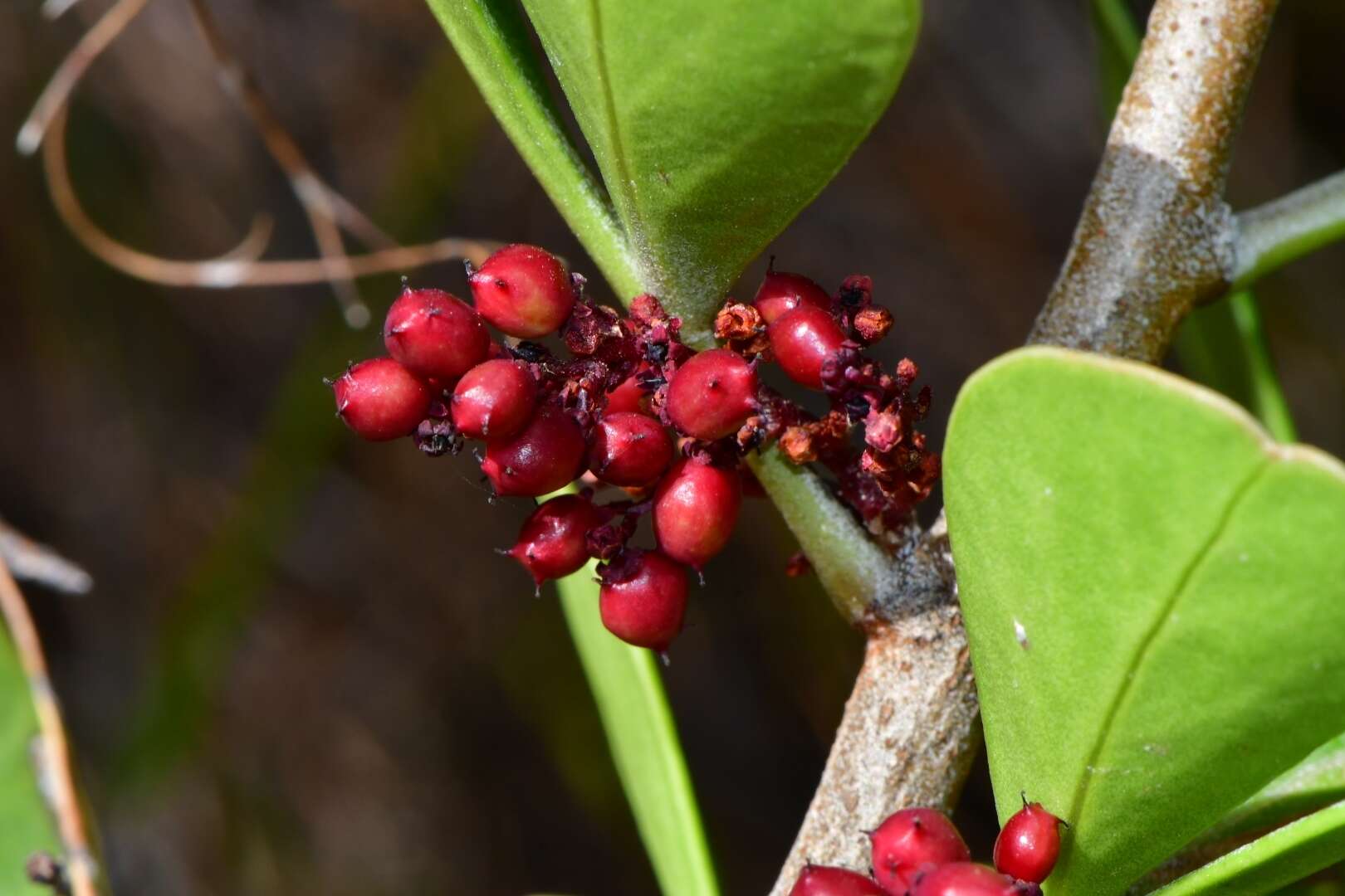 Image of <i>Searsia <i>scytophylla</i></i> var. scytophylla