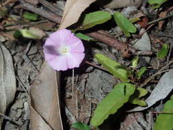 Image of Polymeria calycina R. Br.