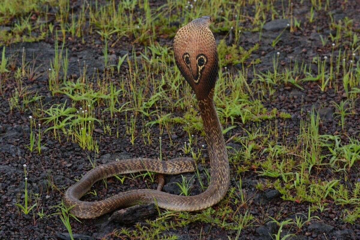 Image of Indian cobra