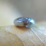 Image of milky crystal snail