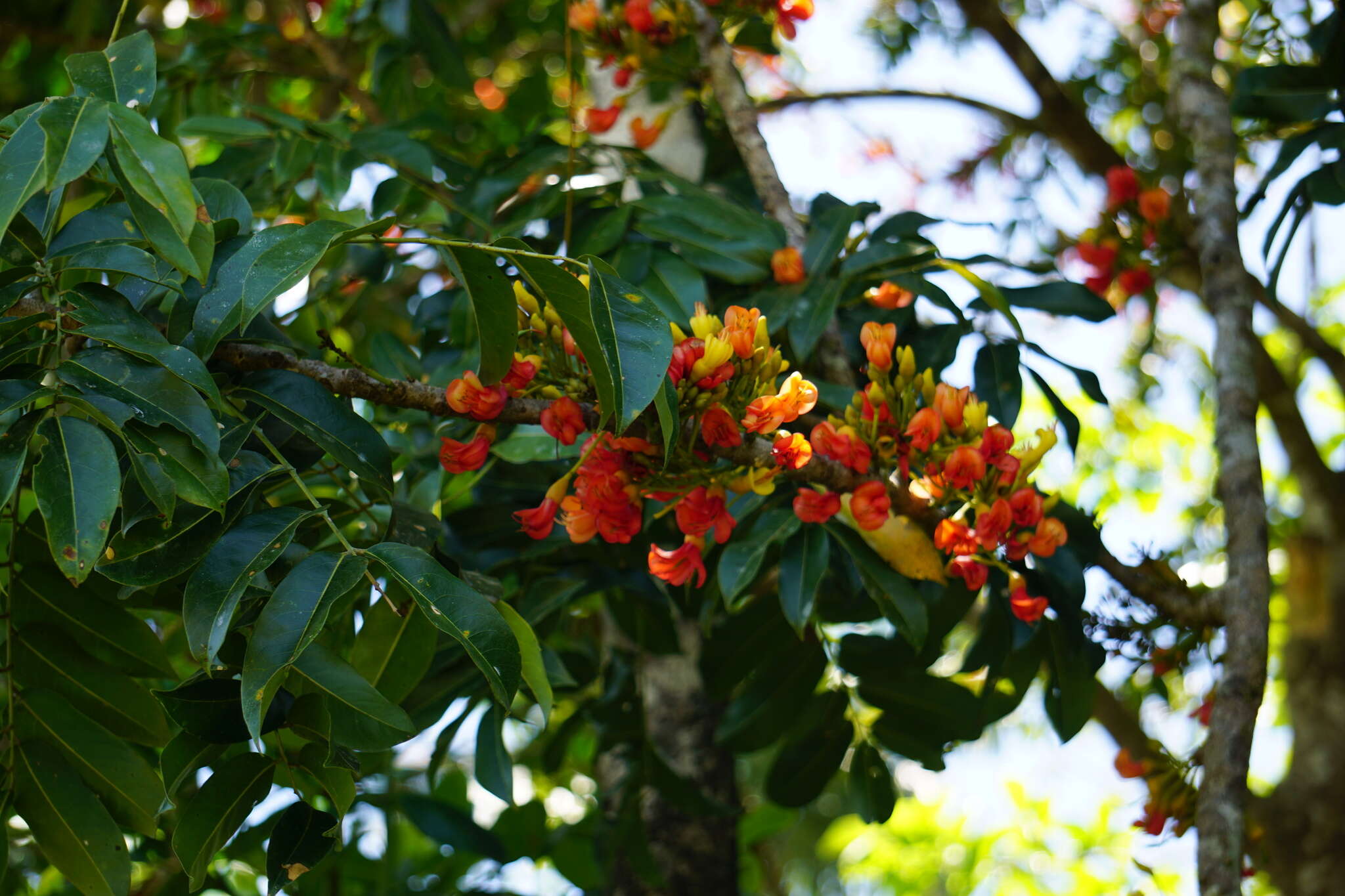 Image de Castanospermum