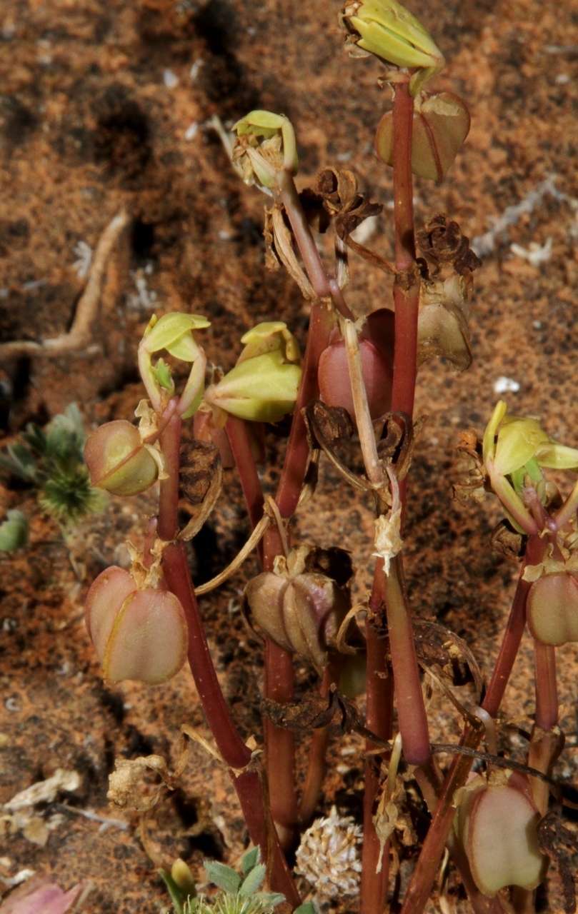 Image de Roepera crenata (F. Müll.) Beier & Thulin