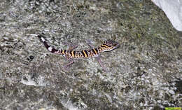 Image of Cat Ba Tiger Gecko