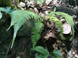 Sivun Blechnum occidentale L. kuva