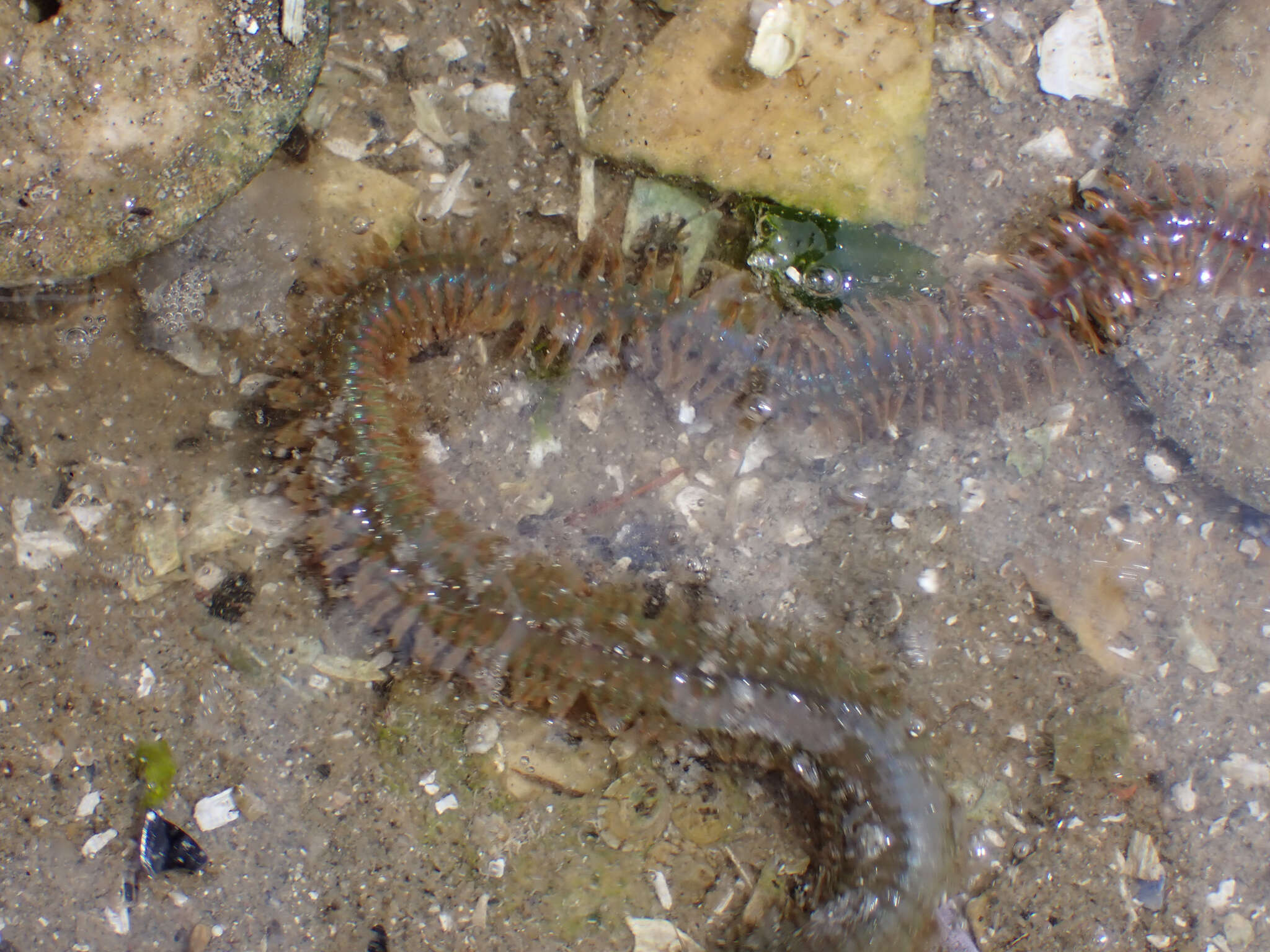 Image of Mussel worm