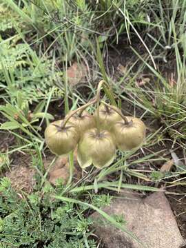 Sivun Pachycarpus campanulatus (Harv.) N. E. Br. kuva