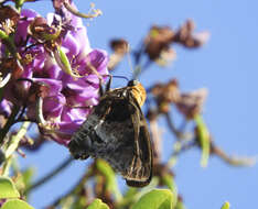 Image of Mercurial Skipper