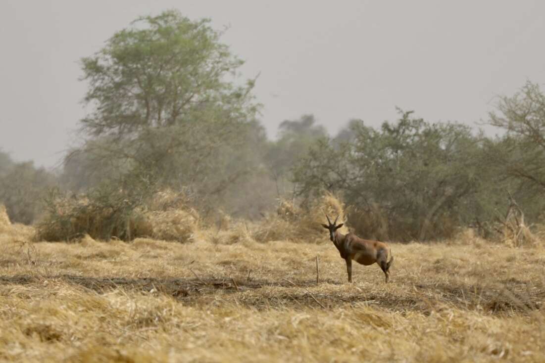 Image of Damaliscus lunatus subsp. tiang (Heuglin 1863)