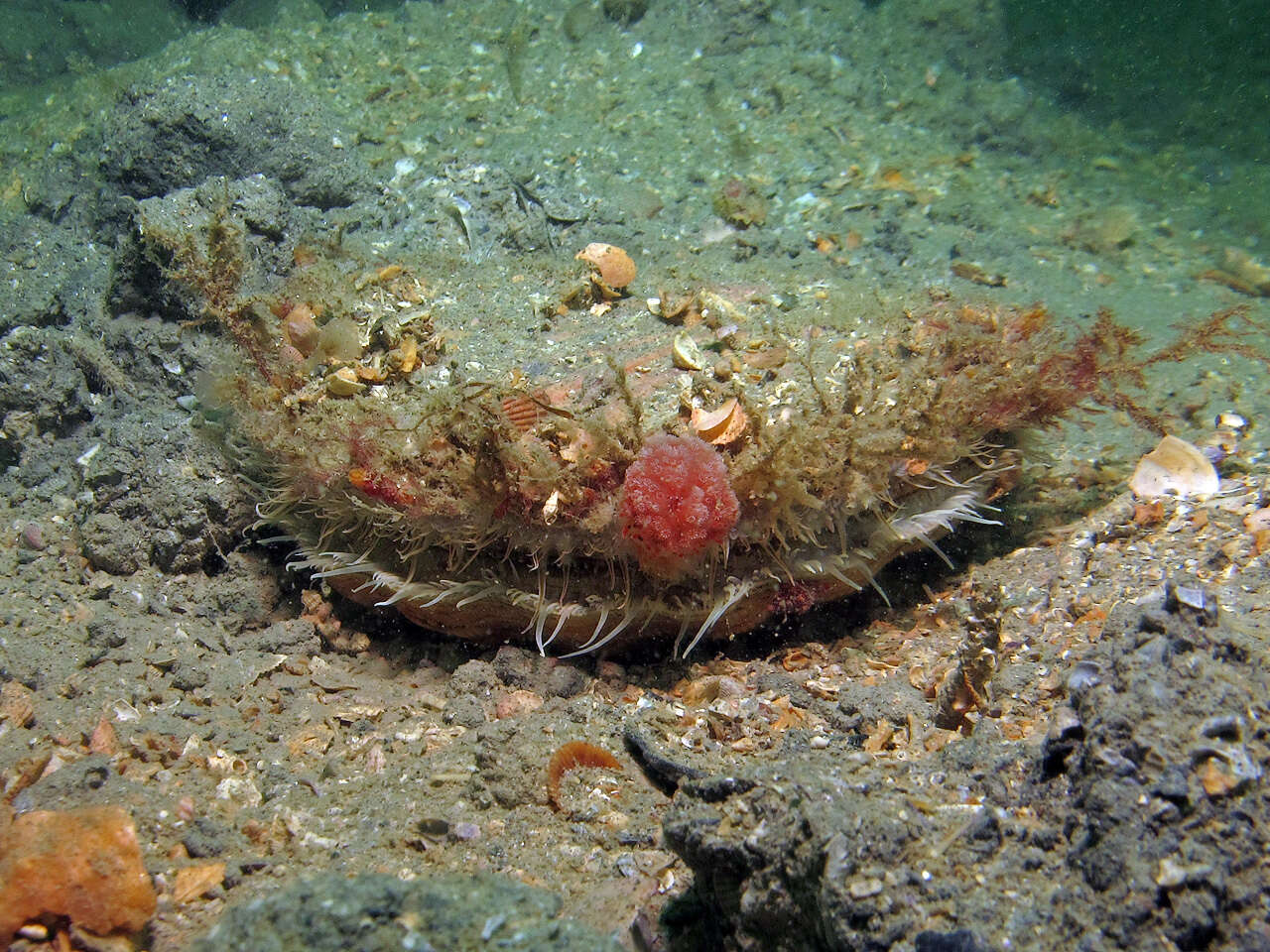 Image of Great Atlantic scallop