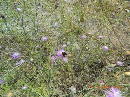Image of Centaurea odessana Prodan
