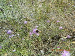 Слика од Centaurea odessana Prodan