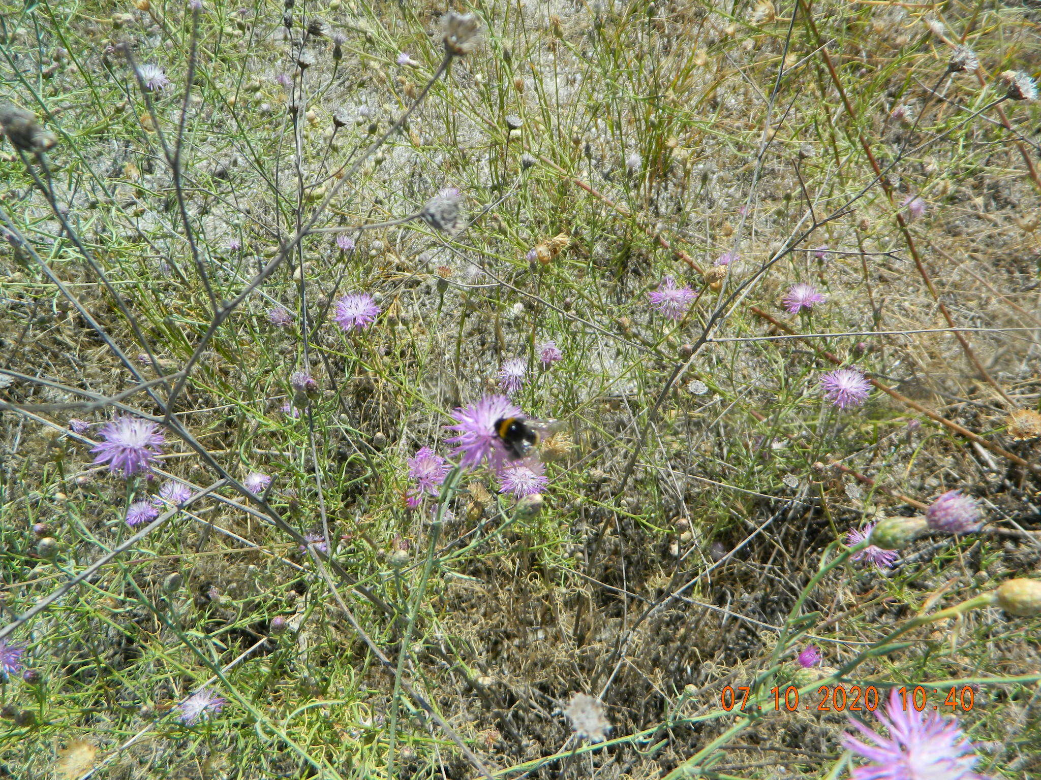 Image of Centaurea odessana Prodan