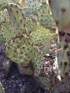 Plancia ëd Opuntia chlorotic ringspot virus