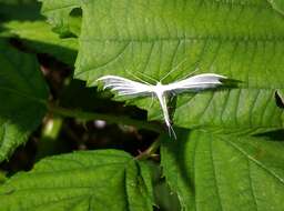 Image of Pterophorus