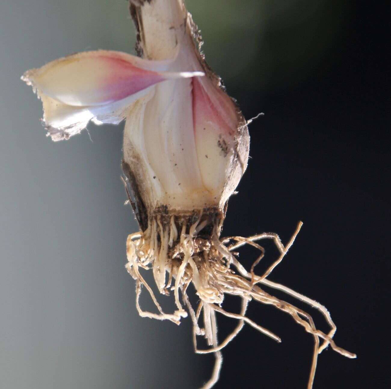 Image of cultivated garlic