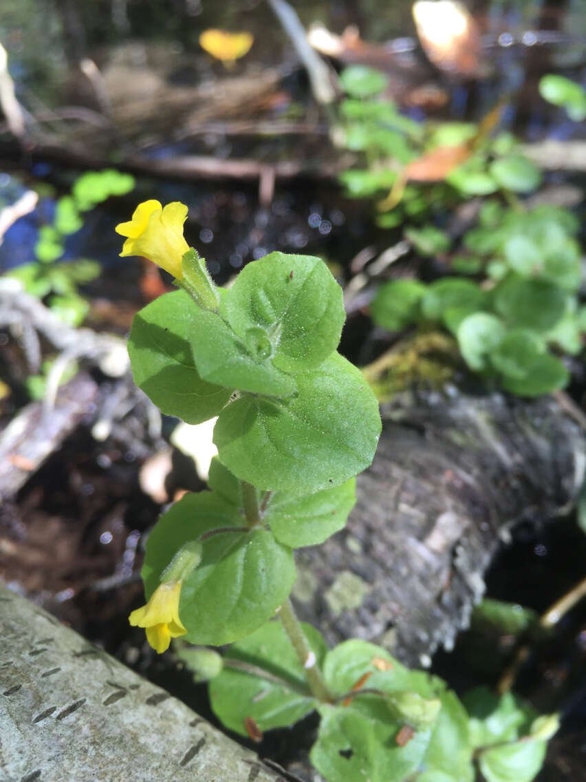 Image of James' monkeyflower