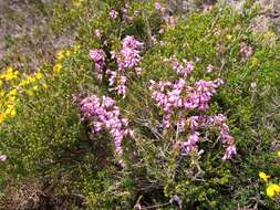 Image of Erica australis subsp. aragonensis