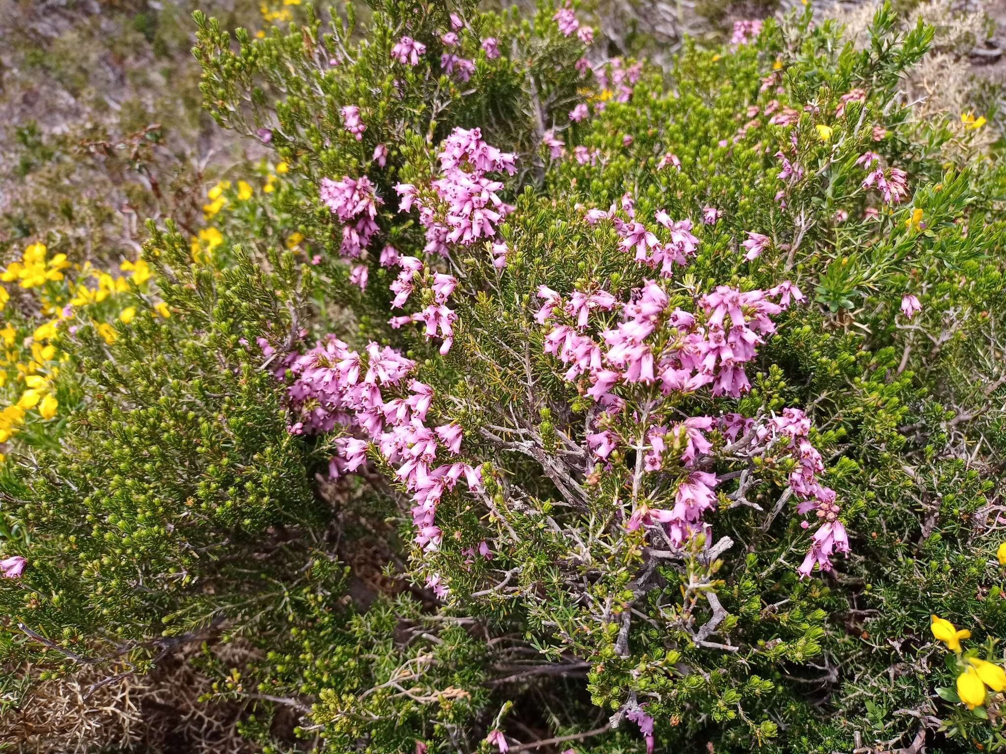 Image of Erica australis subsp. aragonensis