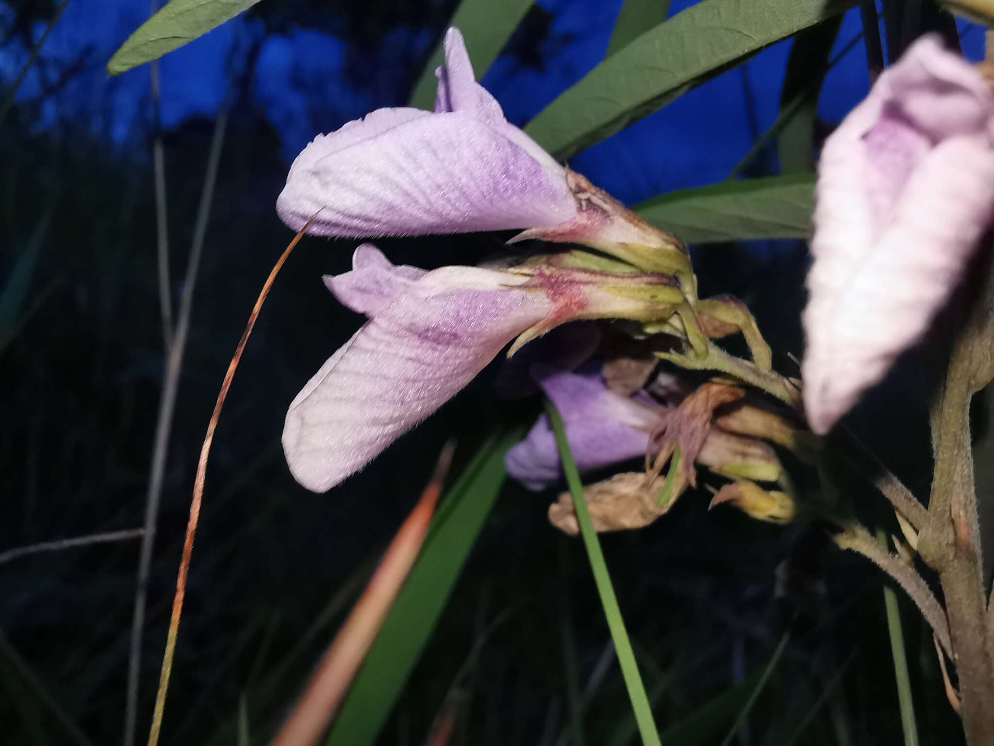 Plancia ëd Clitoria triflora S. Watson