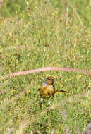 Image of Cape Canary