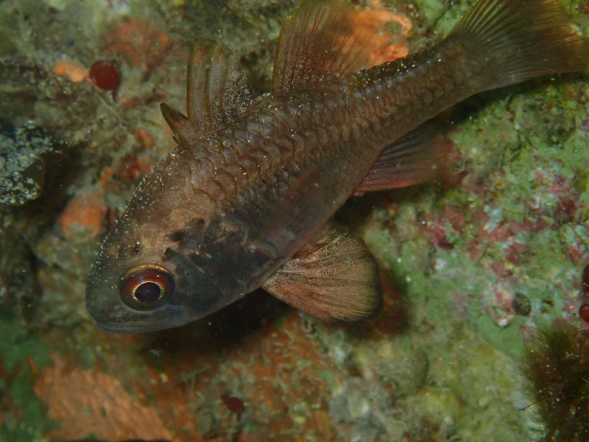 Image of Orange cardinalfish