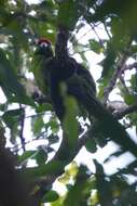 Image of Norfolk Parakeet