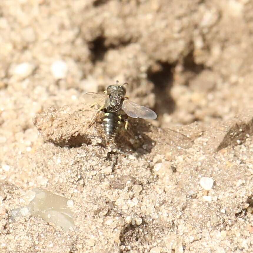 Oxybelus bipunctatus Olivier 1812 resmi