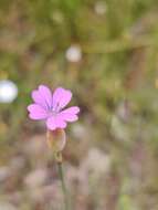 Image of proliferous pink