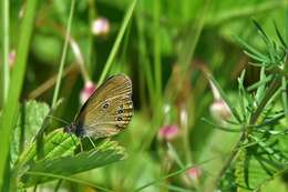 Image of False Ringlet