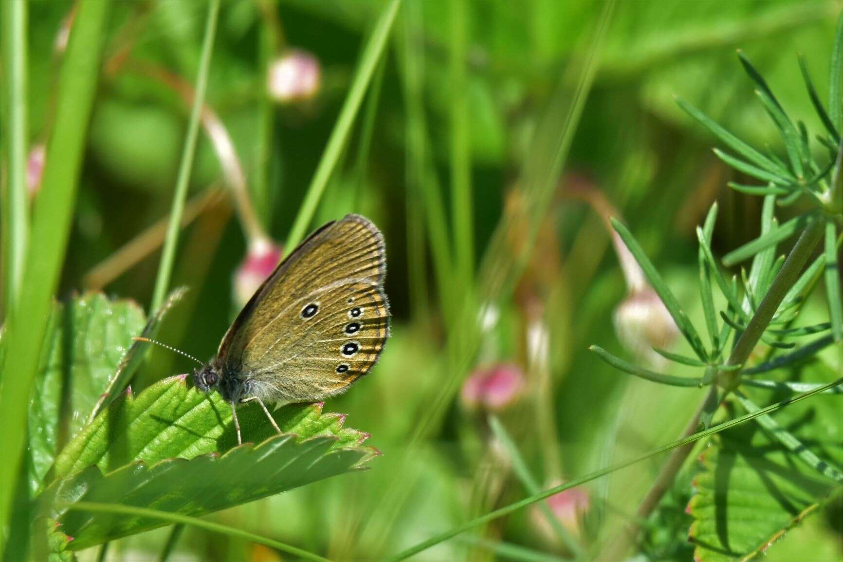 Image of False Ringlet