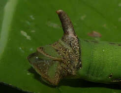 Image of Eupanacra splendens (Rothschild 1894)