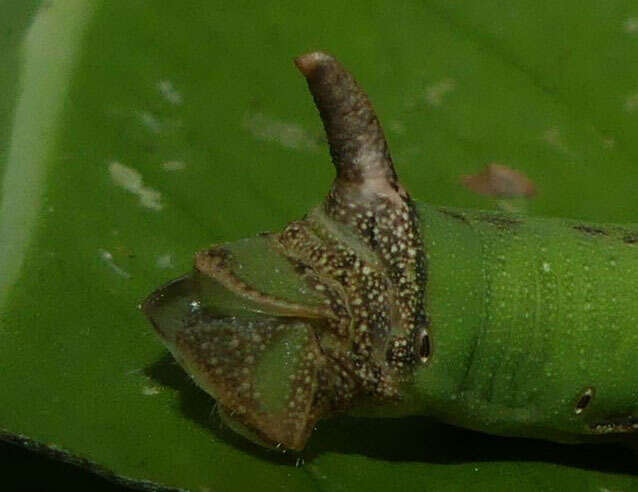 Image of Eupanacra splendens (Rothschild 1894)