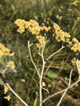 Image of Helichrysum mundtii Harv.