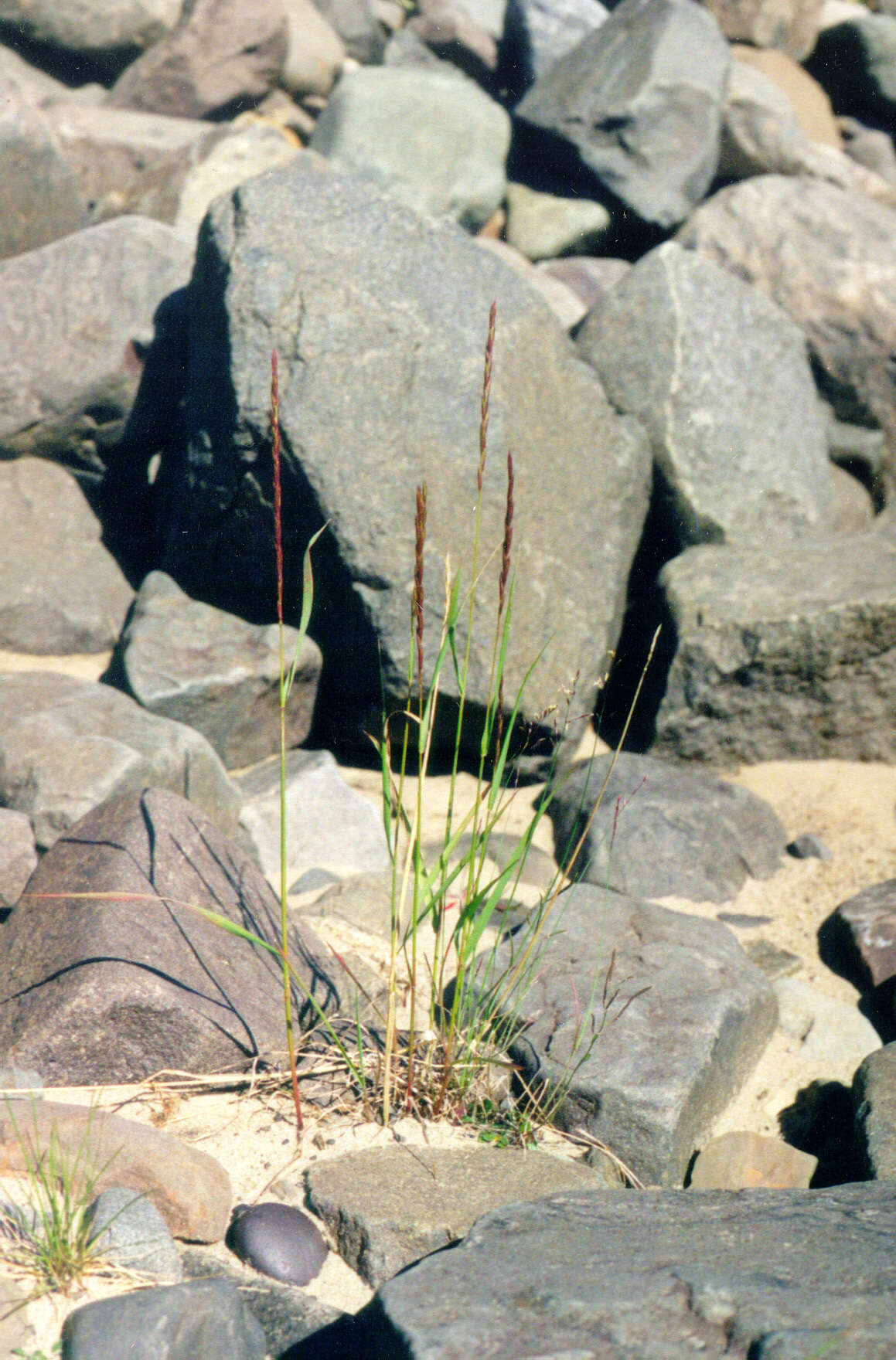 Image of thickspike wildrye