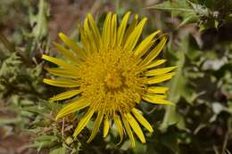 Image of Berkheya onopordifolia (DC.) Burtt Davy