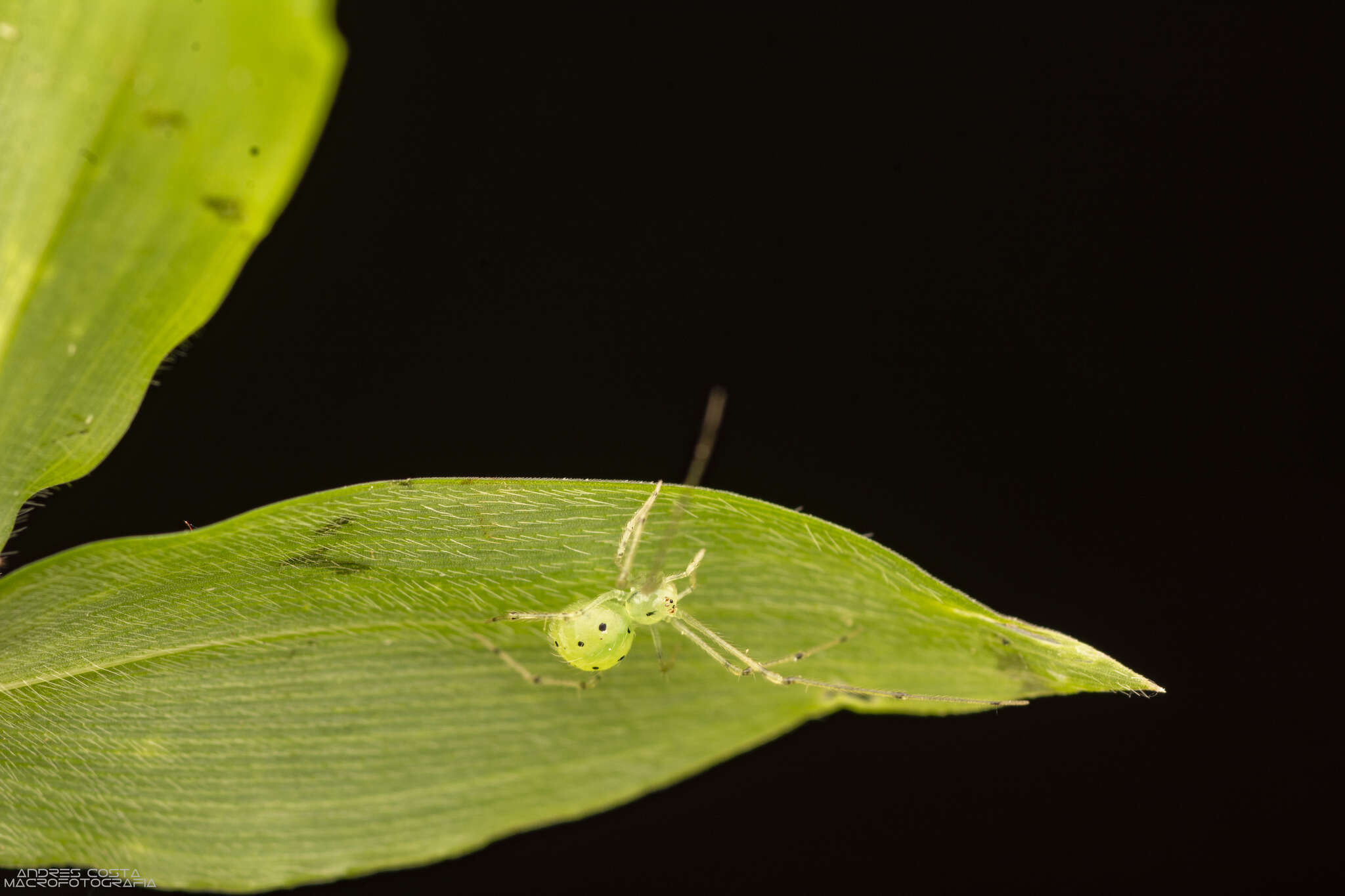 Image of Theridion plaumanni Levi 1963